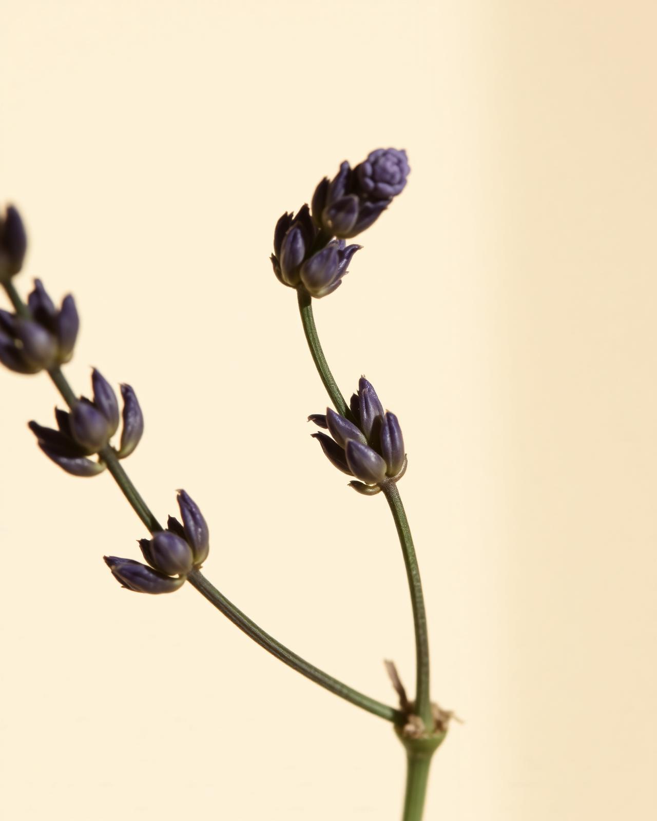 A single stem of English lavender against a cream background